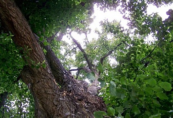Švihov