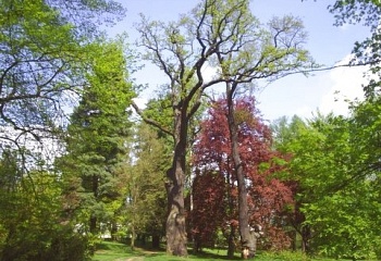 Dalovice