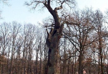 Dalovice