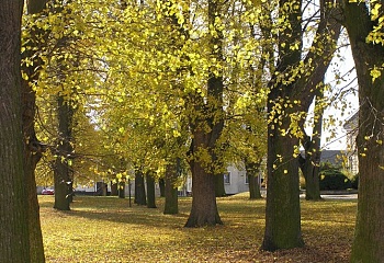 Želechovice