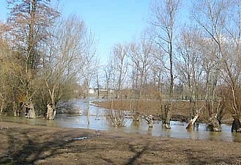Vinaře