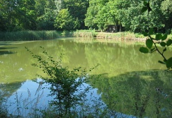 Blevice