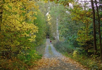 Braškov