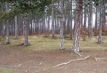 Oleško