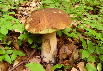 Lipová-lázně