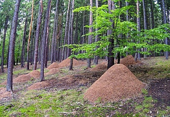 Hlince