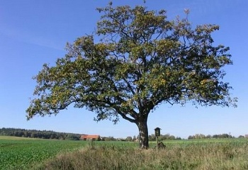 Kožlany
