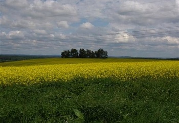 Cerhonice