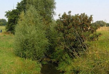 Boharyně