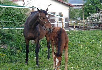 Úhořilka