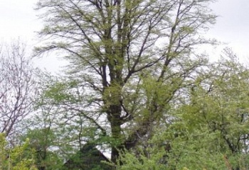 Vojtěchov