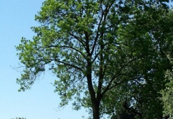 Vysoká