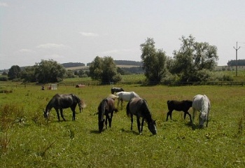 Mišovice