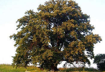 Bařice-Velké Těšany