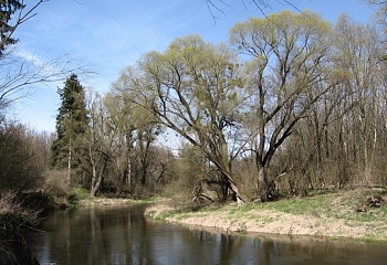 Přibice