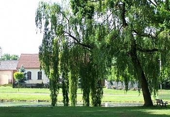 Kaliště