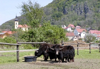 Třebušín