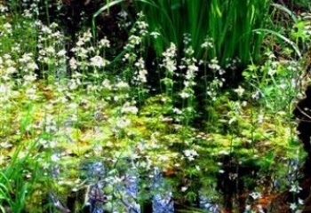 Chlumec nad Cidlinou