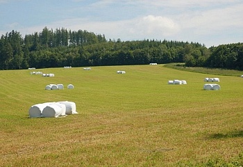 Kořenec