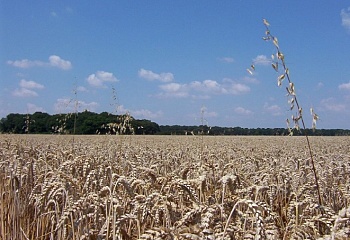 Kyselovice