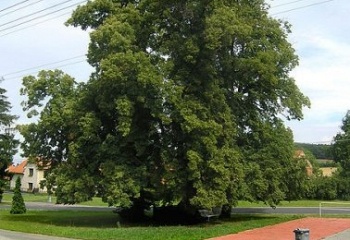 Polní Chrčice