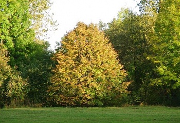 Starý Kolín
