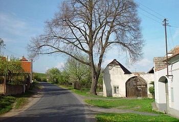 Brodec