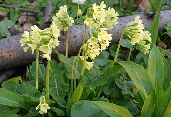 Čichalov