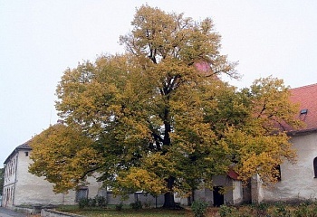Žiželice