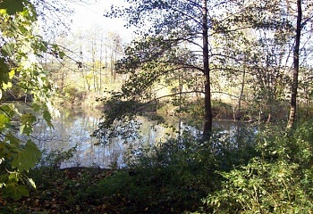 Čeminy