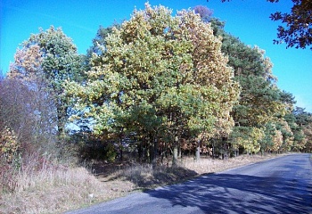 Čeminy