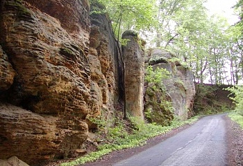 Medonosy