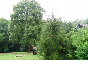 Peruc