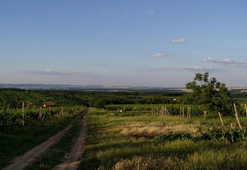 Mutěnice