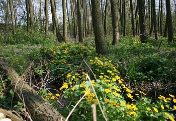 Uhlířské Janovice