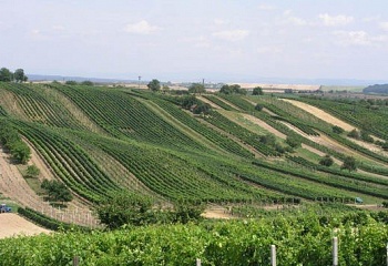 Čejkovice