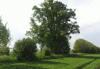 Křižanovice u Vyškova