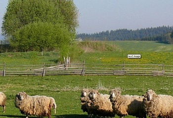 Světlík