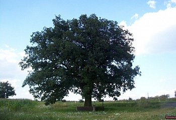 Úněšov