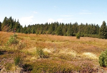 Přebuz