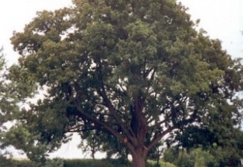 Vážany nad Litavou