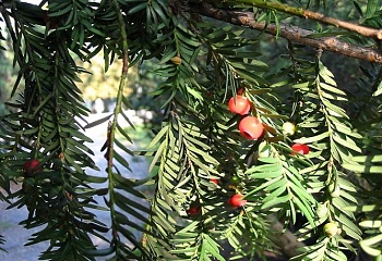 Terešov