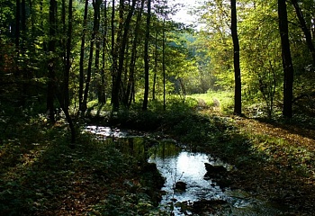 Všenice
