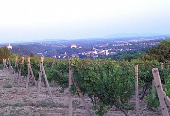 Dolní Kounice