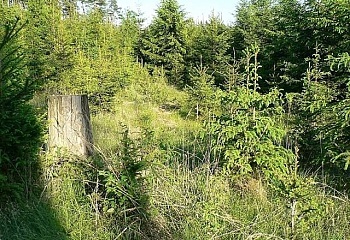 Řepeč
