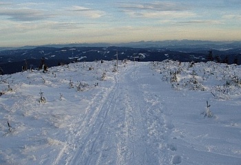 Bílá