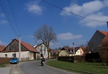 Zubří