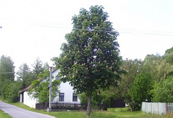 Lesná