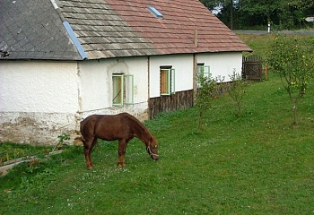 Zlátenka