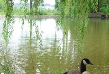 Kolešov